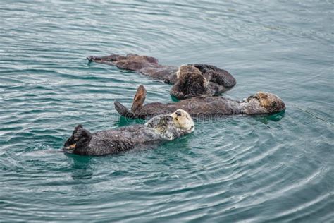 Sea Otter Mother With Adorable Baby / Infant In The Kelp, Big Sur, California Stock Photo ...