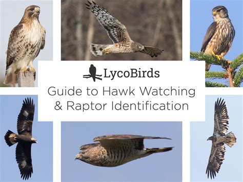 Guide to Hawk Watching and Raptor Identification | LycoBirds