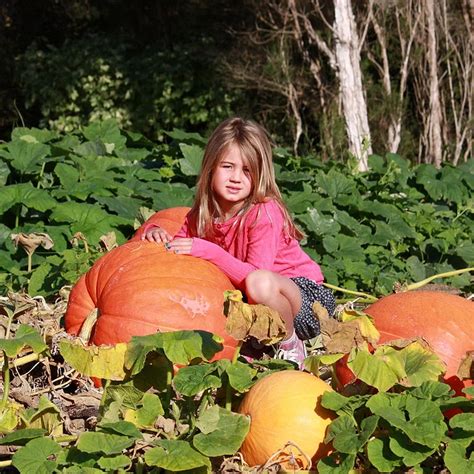 Giant Pumpkin Seeds