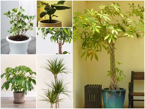 20 Indoor Trees to Brighten Your Home