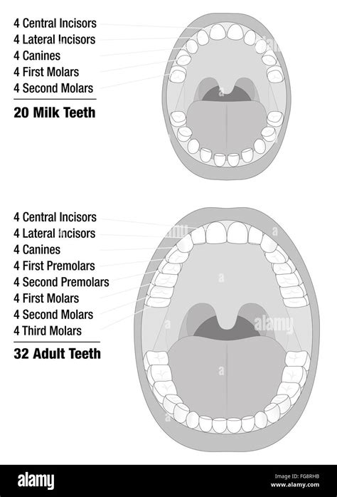 Milk Teeth - Adult Teeth - Comparison of temporary teeth of a child and permanent teeth of an ...