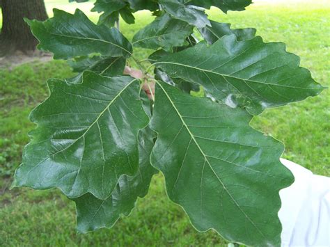 Oak, Swamp White #5 (Quercus bicolor) - Scioto Gardens Nursery