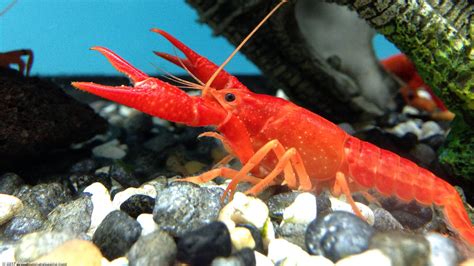 crayfish aquarium