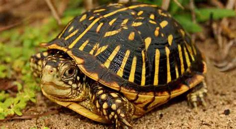 Native Turtles of Louisiana (with Pictures) – TurtleOwner.com