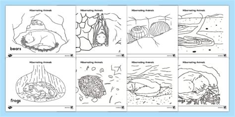 Hibernating Animals Coloring Sheets (teacher made) - Twinkl