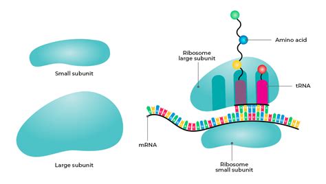 What are Ribosomes? - GeeksforGeeks