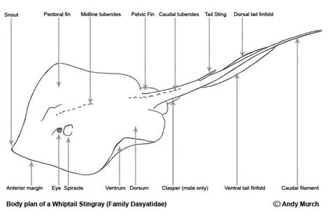 Top 15 Stingray Facts - Types, Diet, Migration and More