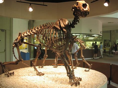 American Lion fossil | A fossil skeleton of an American Lion… | Flickr