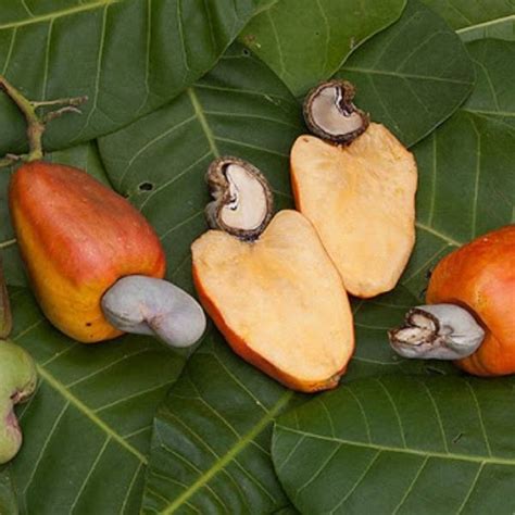 How are cashews harvested - How to harvest Cashews safely?