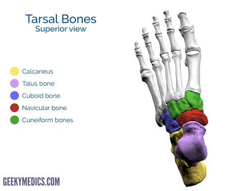 Tarsal Bone