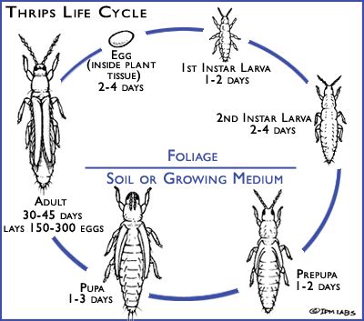 Damaged Plants | Thrips Damage | Nursery Plants | IPM Labs