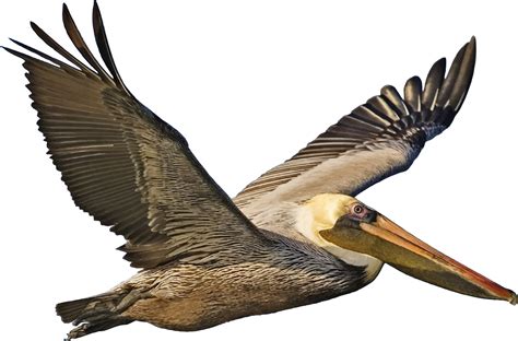 Brown Pelican Clipart at GetDrawings | Free download