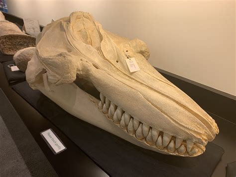 Killer whale skull replica - ZooChat