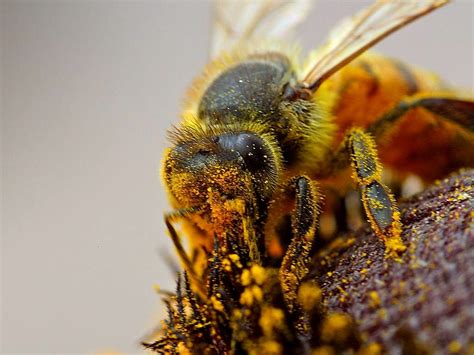 Free picture: honeybee, apis mellifera, collecting, pollen