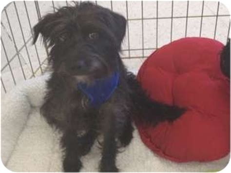 Lelo | Adopted Puppy | 1005 | Brea, CA | Schnauzer (Miniature)/Maltese Mix