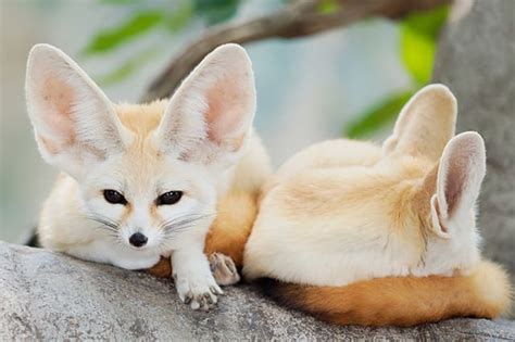 Fennec Fox Pet Price