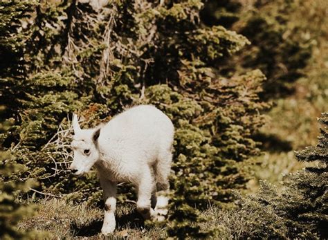 Baby Mountain Goat in GNP : r/aww