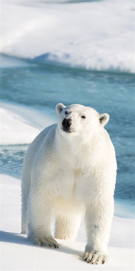 Polar Bear | Polar bear wallpaper, Polar bear, Bear pictures