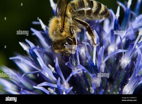 bee, honey bee, pollination, bees, honey bees, pollinations Stock Photo - Alamy