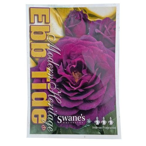 Ebb Tide Rose Standard | Flower Power