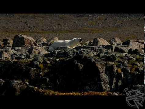 Starving Polar Bear Captured Searching For A Meal That May Not Exist In ...