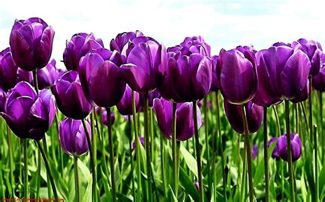 Purple Flag Tulip ( Bulbs) Early Blooming,12/+cm ! FALL PLANTING | Purple tulips, Fall plants ...