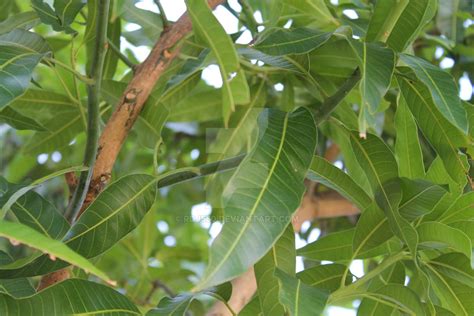 Mango Tree Leaves by rdj550 on DeviantArt