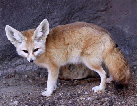 Fennec fox - Wikipedia