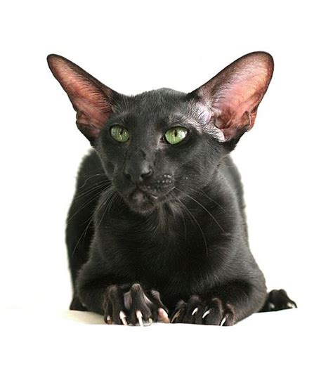 Black Siamese Cat - Is There Such A Breed? - Siameseofday