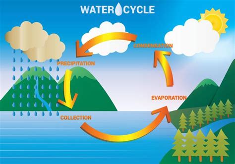 Water Cycle Diagram Vector - Download Free Vector Art, Stock Graphics ...