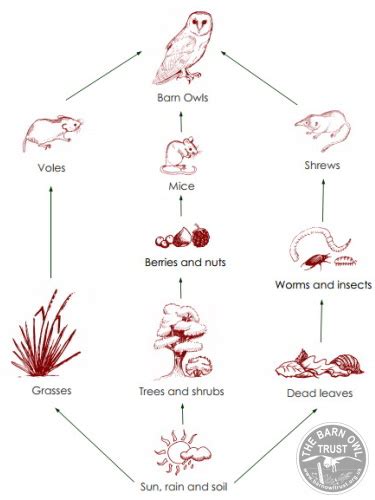 Owl Facts: Barn Owl food chain - The Barn Owl Trust