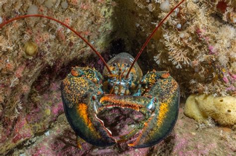 Unique Lobster Behavioral Adaptations Display | Supplier Fresh Water ...