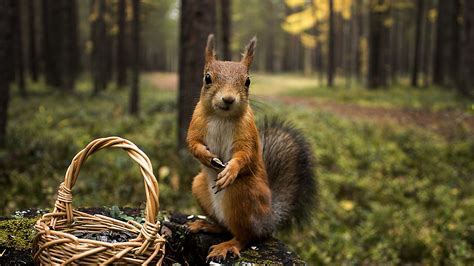 Squirrel Shopping Summer, HD Animals, 4k Wallpapers, Images, Backgrounds, Photos and Pictures