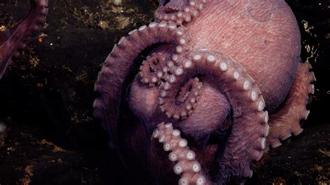 New octopus species discovered: 4 new species of deep-sea octopus ...