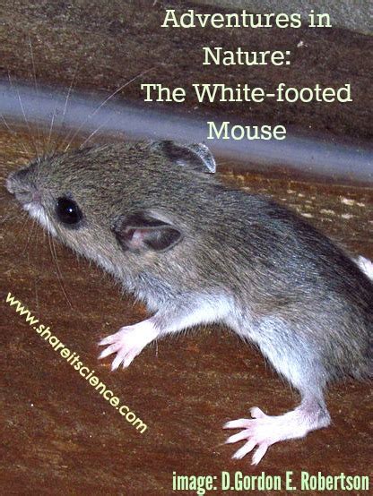 Share it! Science : See it? Share it! The White-footed Mouse