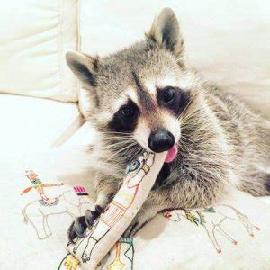 The Raccoon: Characteristics, Behavior, and Habitat - My Animals