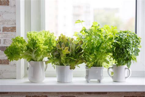 Select the Best Indoor Plants For Windowsill of All Time :Don't miss out! - Plant Project