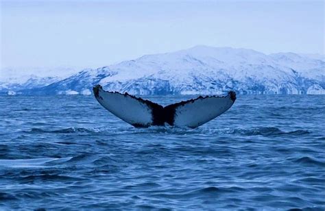 Whales 'cannot out-sing' human noise pollution - Raw Story