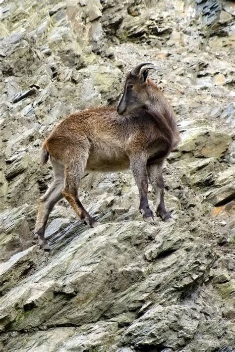 Mountain Goats, Friendly Animals at the Prague Zoo. Editorial Photo - Image of horn, goats: 45238951