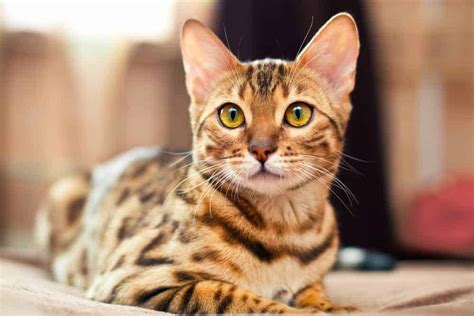 Bengal cat breed profile - Pets4Life Dog Training