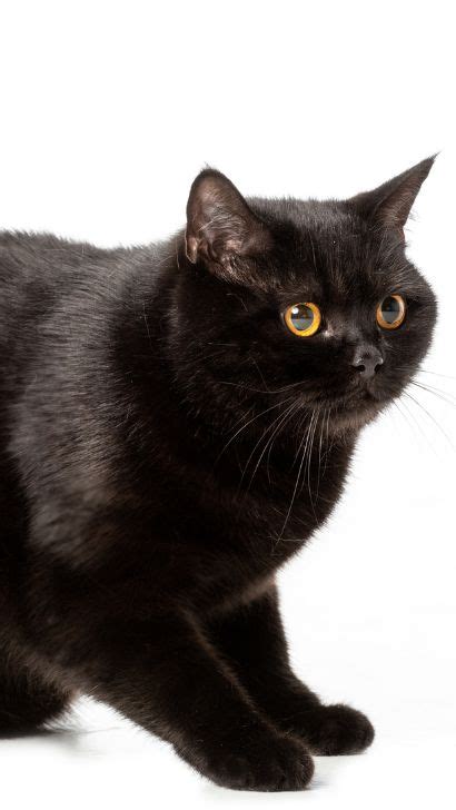 Black British Shorthair: Unlocking The Mystery Of This Unique Cat Breed ...