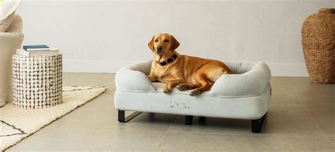 Memory Foam Bolster Dog Beds | Omlet