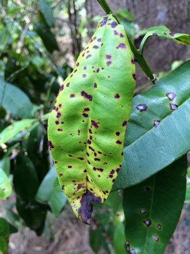 Myrtle rust, caused by Puccinia psidii | The fungal plant pa… | Flickr