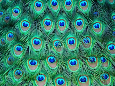 Wallpapers Of Peacock Feathers HD 2015 - Wallpaper Cave