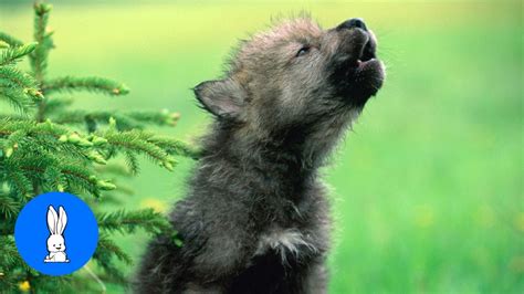 Baby Wolf Animal