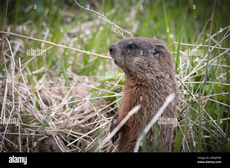 Groundhogs habitat hi-res stock photography and images - Alamy