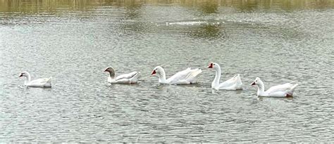 10 Domestic Goose Species & Geese Types