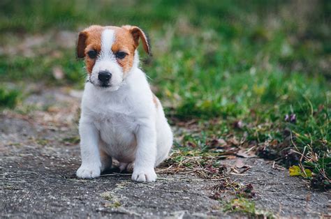 "Cute Jack Russell Terrier Puppy In The Yard" by Stocksy Contributor "Dimitrije Tanaskovic ...