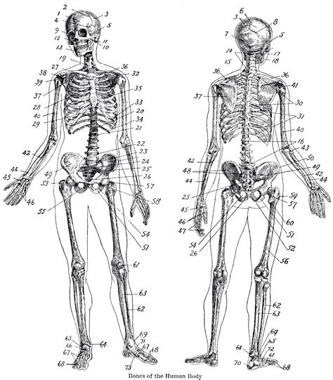 [DIAGRAM] Carnation Anatomy Diagram - MYDIAGRAM.ONLINE