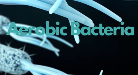 Aerobic bacteria | Ask Microbiology